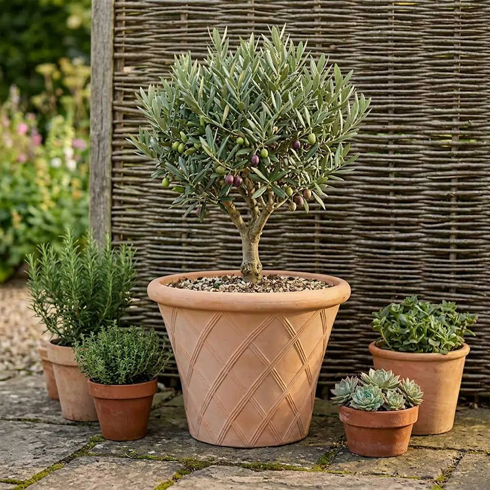 house plant pots uk Rustic Terracotta Lattice Planter – Planters.co.uk