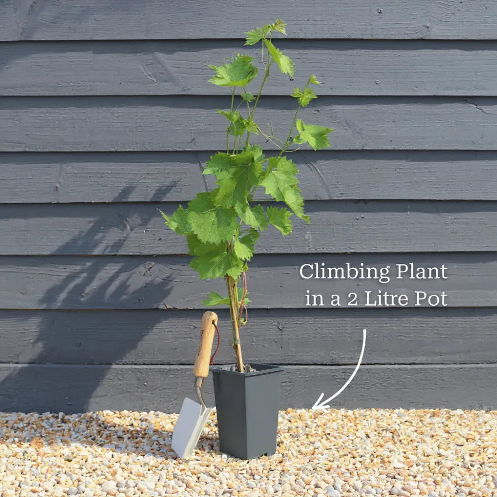 2 White Wisteria | Wistetia sinensis 'Alba' | 2L Pots