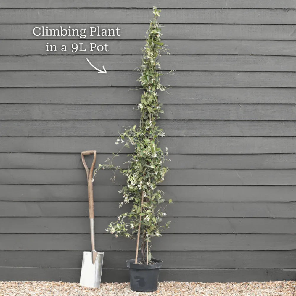 Chinese Wisteria | Wisteria sinensis | 2 * 6ft Grafted Plants in 9L Pots