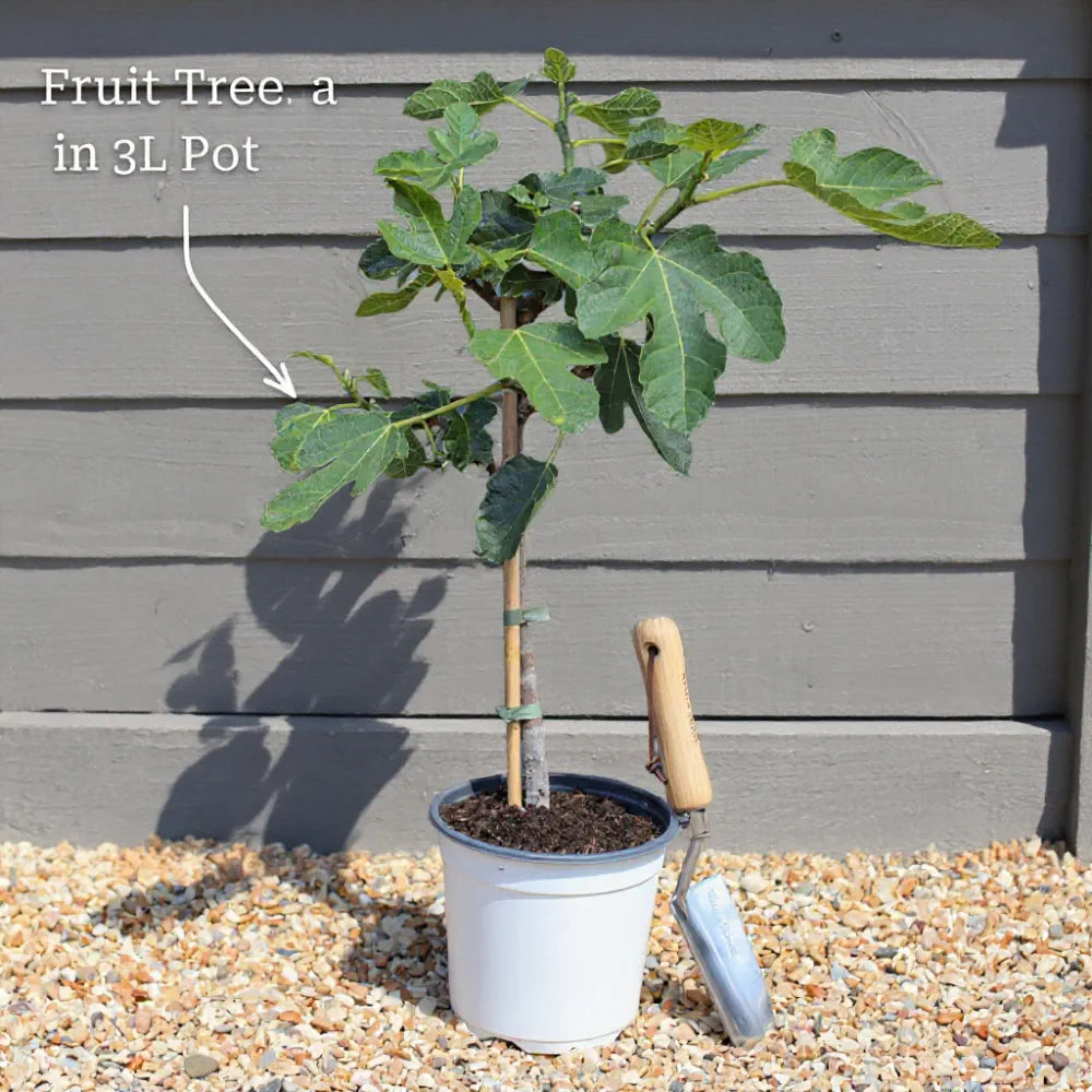 3ft 'Hall'sche Reissenuss' / 'Merveille de Bollwyller' Hazelnut Tree | 3L Pot