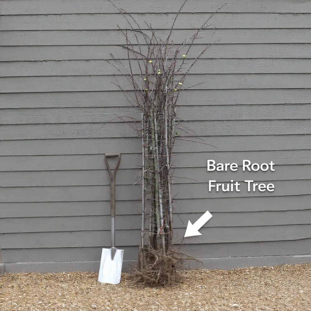 5ft 'Sunburst' Cherry Tree | Bare Root | 2 Years Old