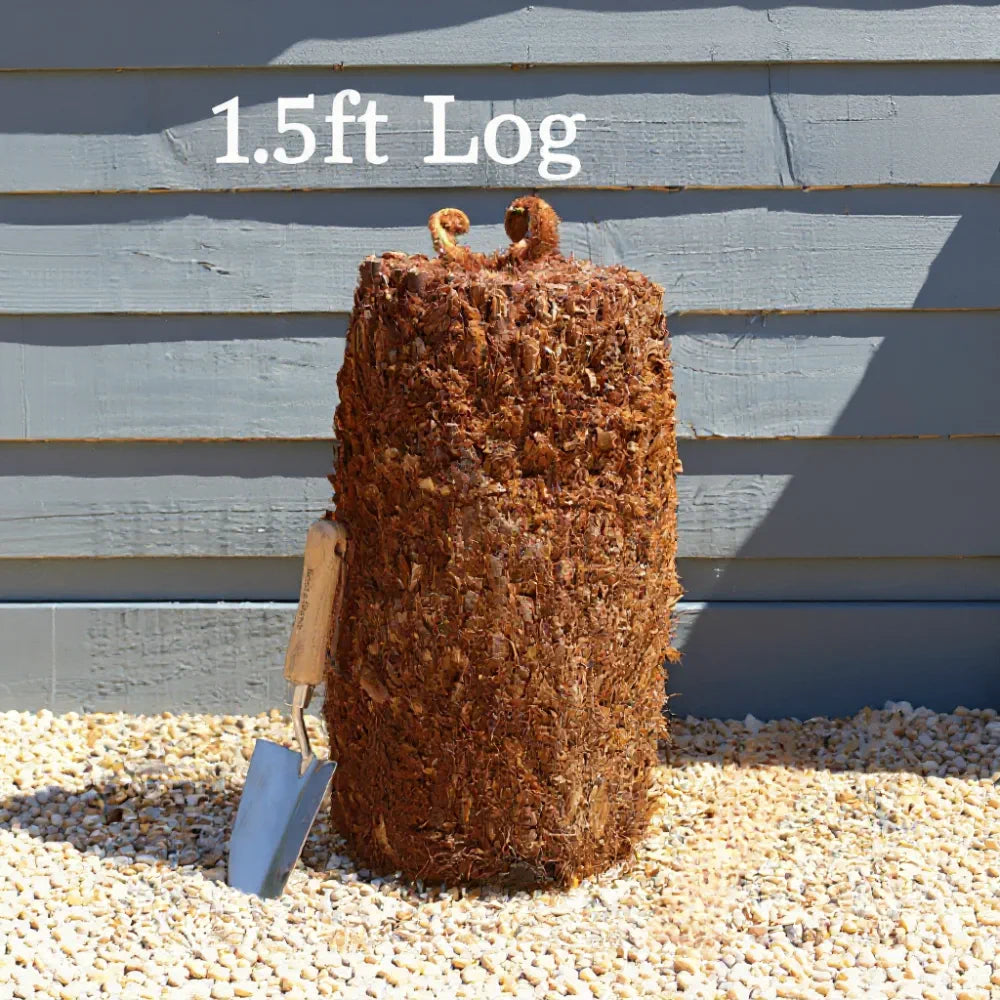 1ft Hardy Tree Fern | Dicksonia antarctica