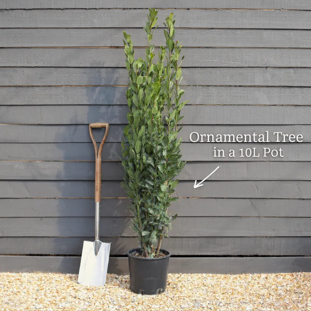 3ft Portuguese Laurel | Prunus Lusitanica | 10L Pot