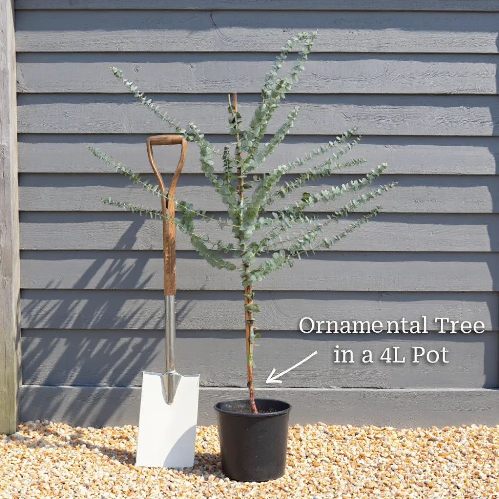 3ft Red Japanese Maple Tree | Acer palmatum 'Red Emperor' | 4L Pot