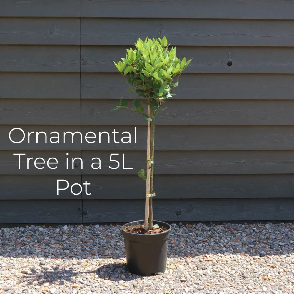 3ft Red Weeping Japanese Maple Tree | Acer palmatum 'Garnet' | 5L Pot