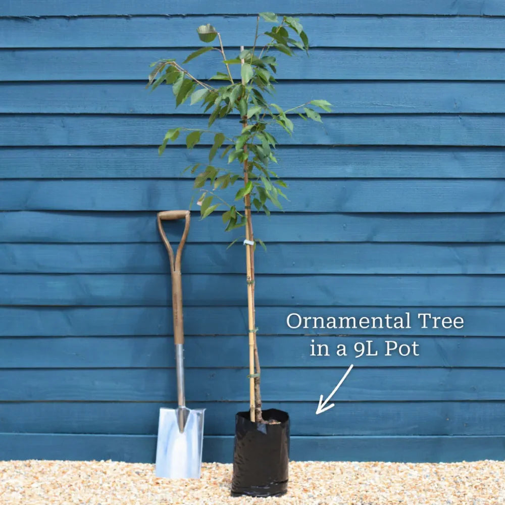 5ft Ornamental Pear Tree | Pyrus Chanticleer | 9L Pot | 2 Years Old