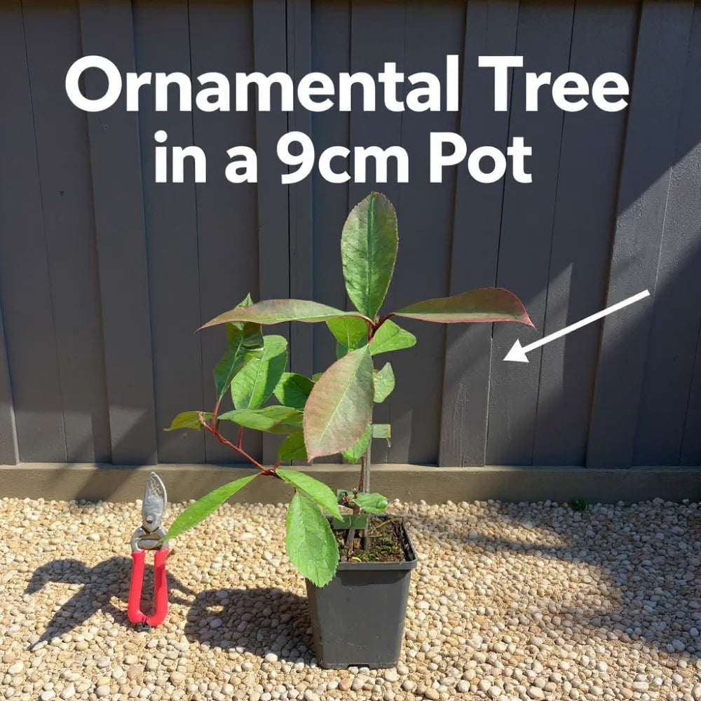 30cm Common Holly | Ilex aquifolium | 9cm Pot