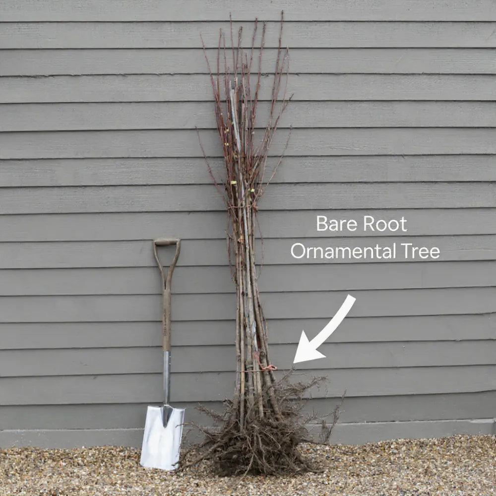 4ft Sweetgum Tree | Liquidambar styraciflua | Bare Root | 2 Years Old