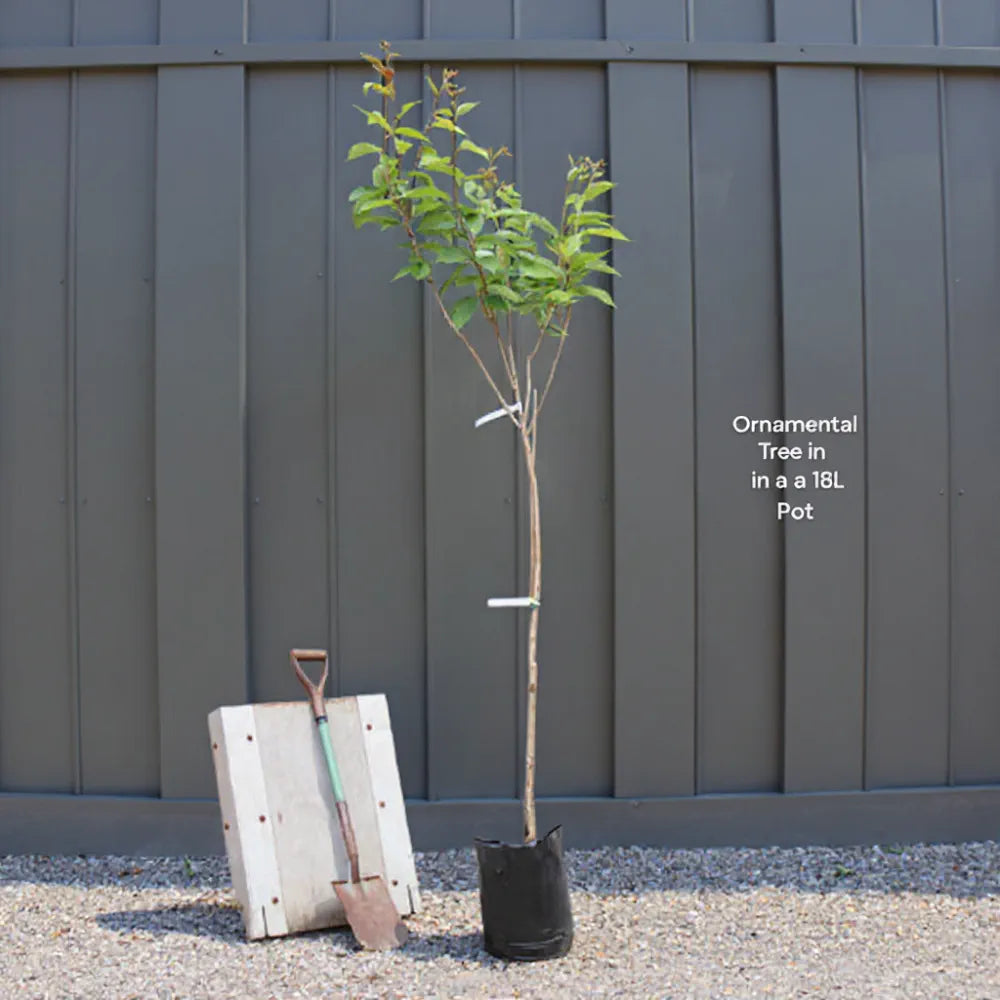 7ft Norway Maple Tree | Mature Acer platanoides 'Crimson Sentry' | 18L Pot