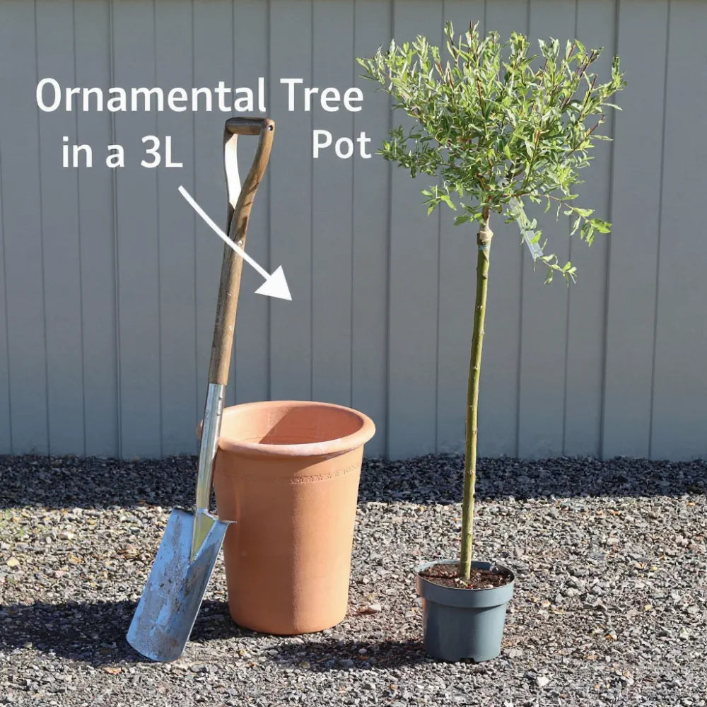 3ft Red Japanese Maple Tree | Acer palmatum 'Red Emperor' | 3L Pot