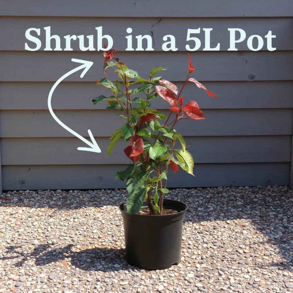 3ft 'Black Pearl' Bamboo | 5L Pot