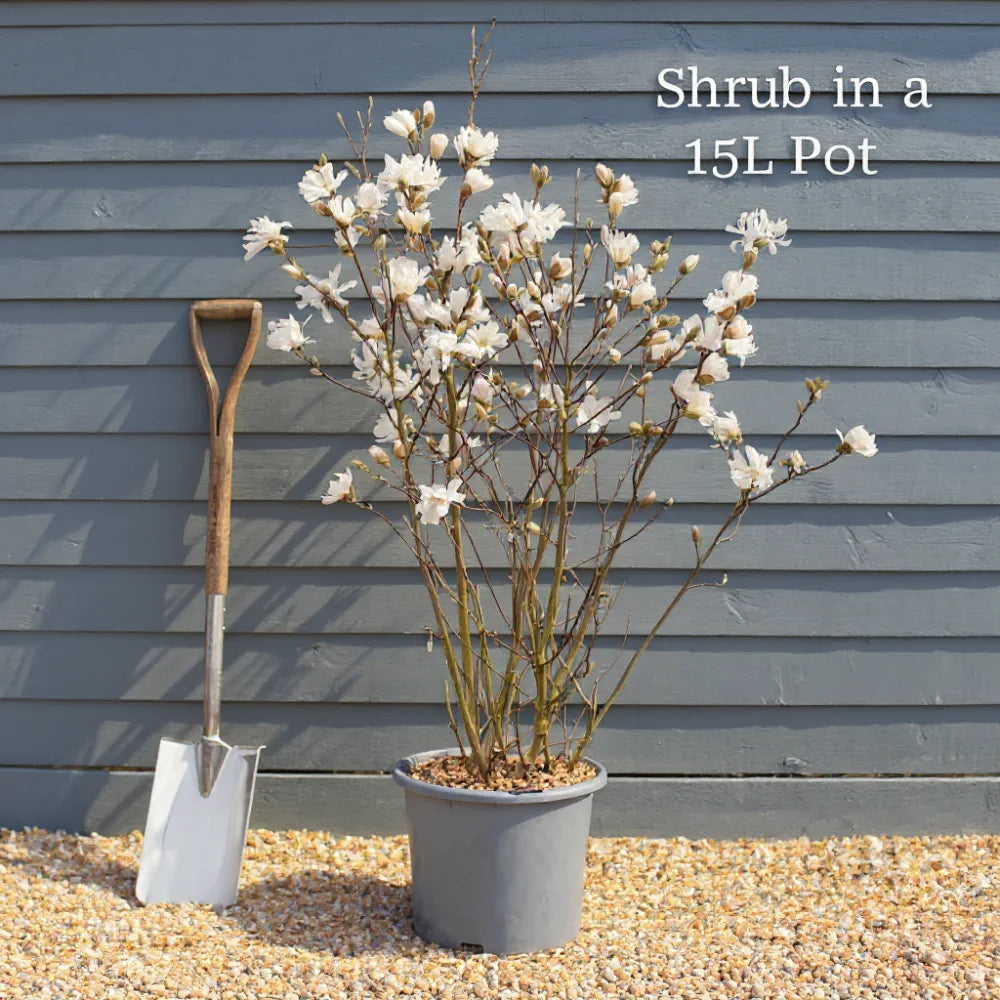 4ft Photinia 'Red Robin' | 15L Pot