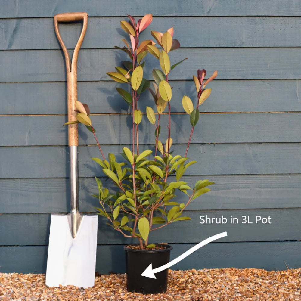 6 x 3ft Cherry Laurel Hedging | Prunus laurocerasus 'Rotundifolia' | 3L Pot
