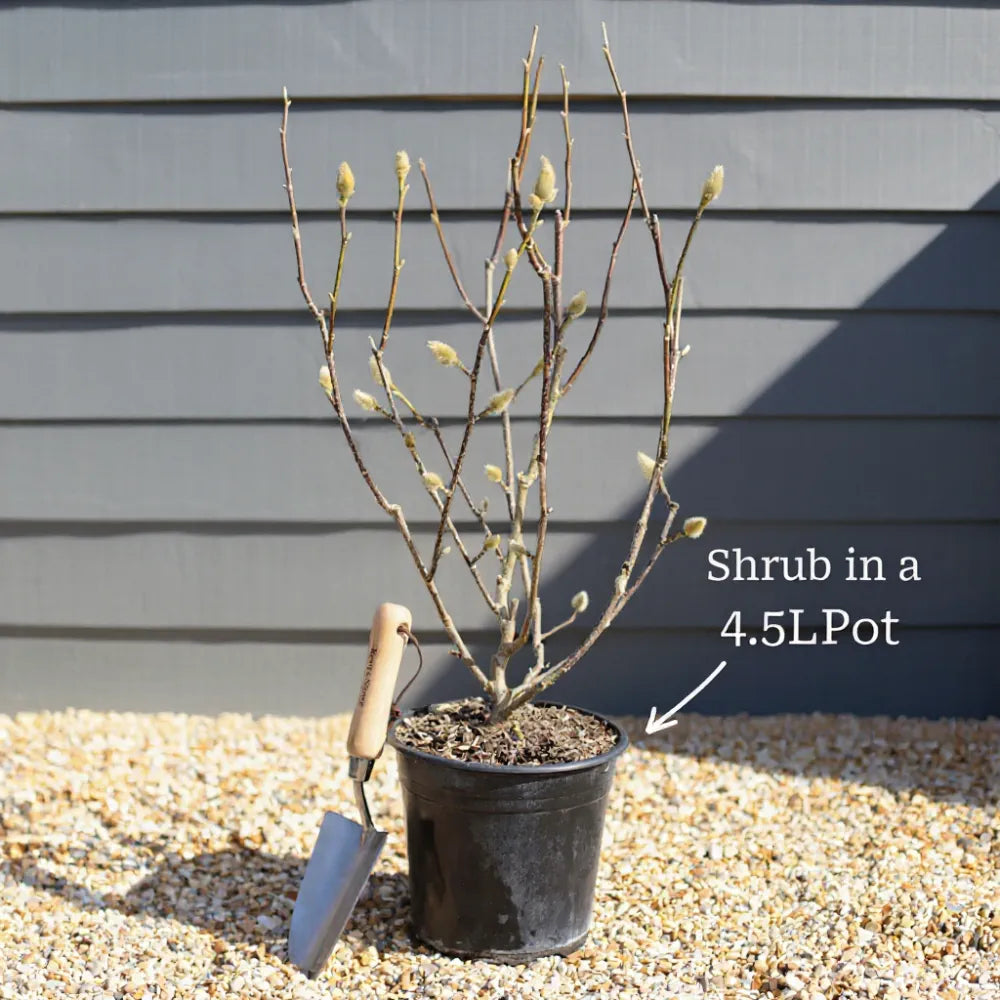 3ft Red-Stemmed Dogwood Hedging | Cornus alba | 4.5L Pot