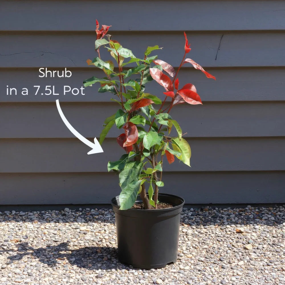 60-90cm Cherry Laurel Hedging | Prunus laurocerasus 'Rotundifolia' | 7.5L Pot