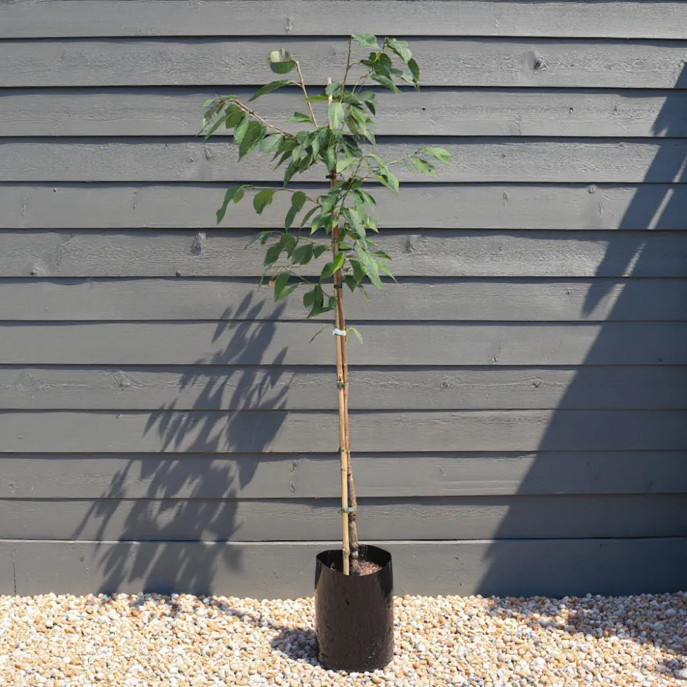 5ft Common Beech Tree | Fagus sylvatica | 9L Pot