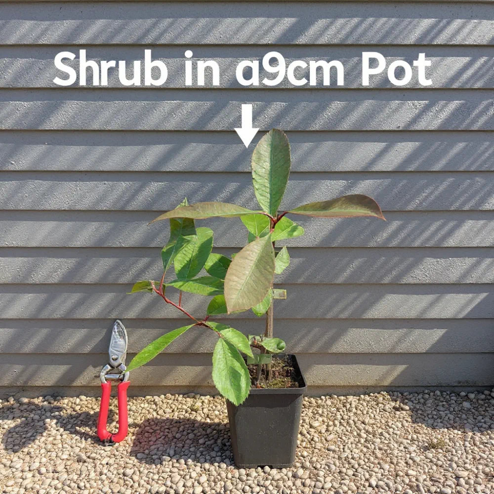 Best Flowering Evergreen Shrubs Collection | 6 Plants in 9cm Pots | Growers Choice