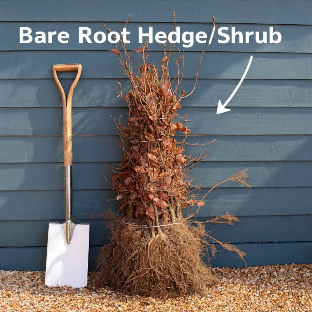 60-90cm Silver Birch Hedging | Betula pendula | Bare Root