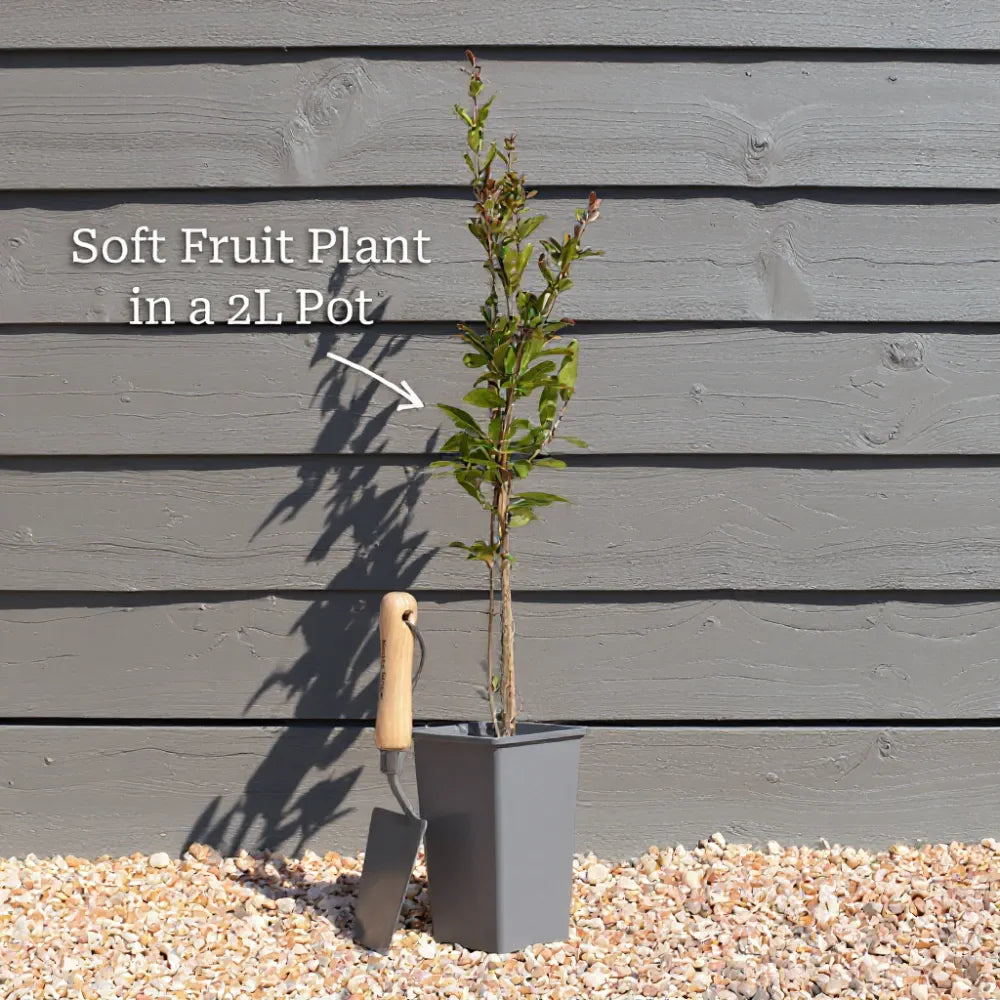 3 Pink Lemonade Blueberry Plants | 2L Pots