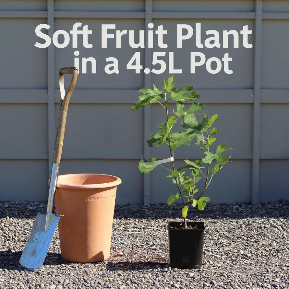 5ft Boskoop Glory' Seedless Outdoor Grape Vine | 4.5L Pot