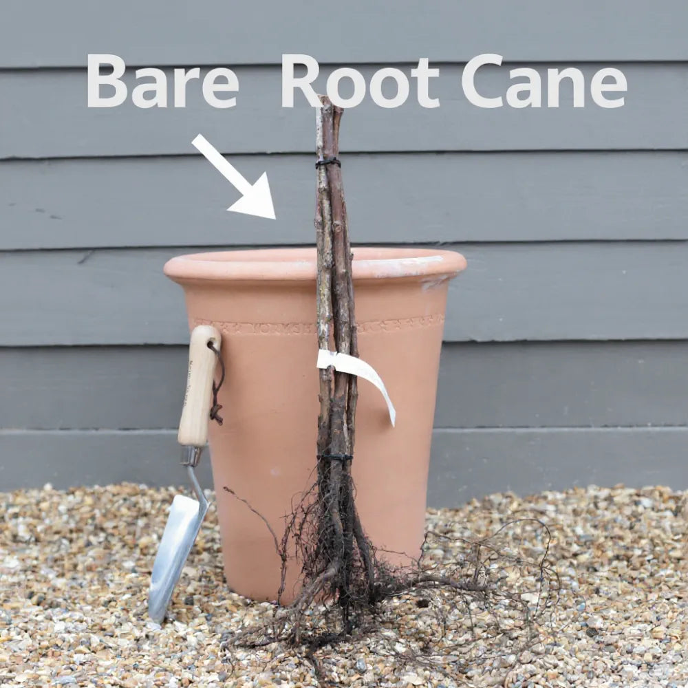5 Long Cane 'Glen Ample' Raspberry Plants