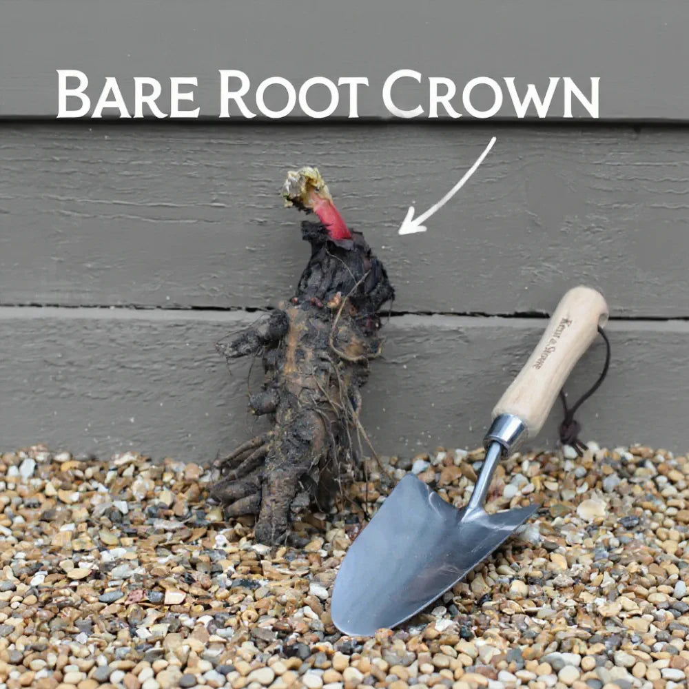 Raspberry Red' Rhubarb Plant | Single Bare Root Crown