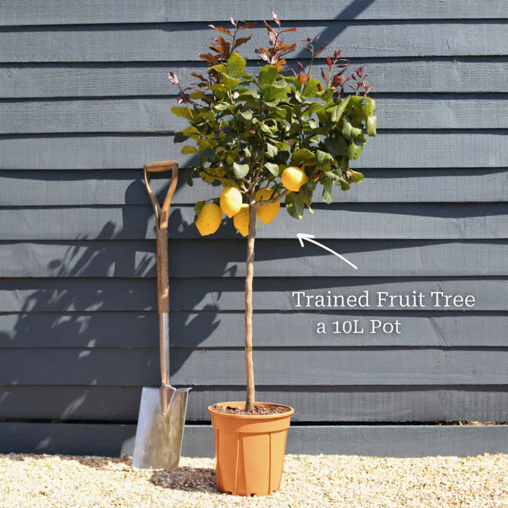 5ft Mature Patio Lemon Tree | 4 Seasons Lemon | Grafted Tree in a 10L Pot | 3 Sizes