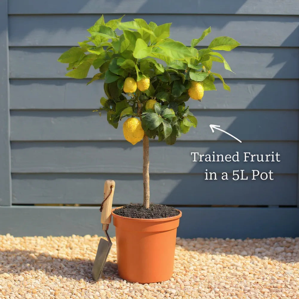 3ft Mature Pyramid Lemon Tree | 4 Seasons Lemon | Grafted Tree in a 5L Pot | 4 Sizes