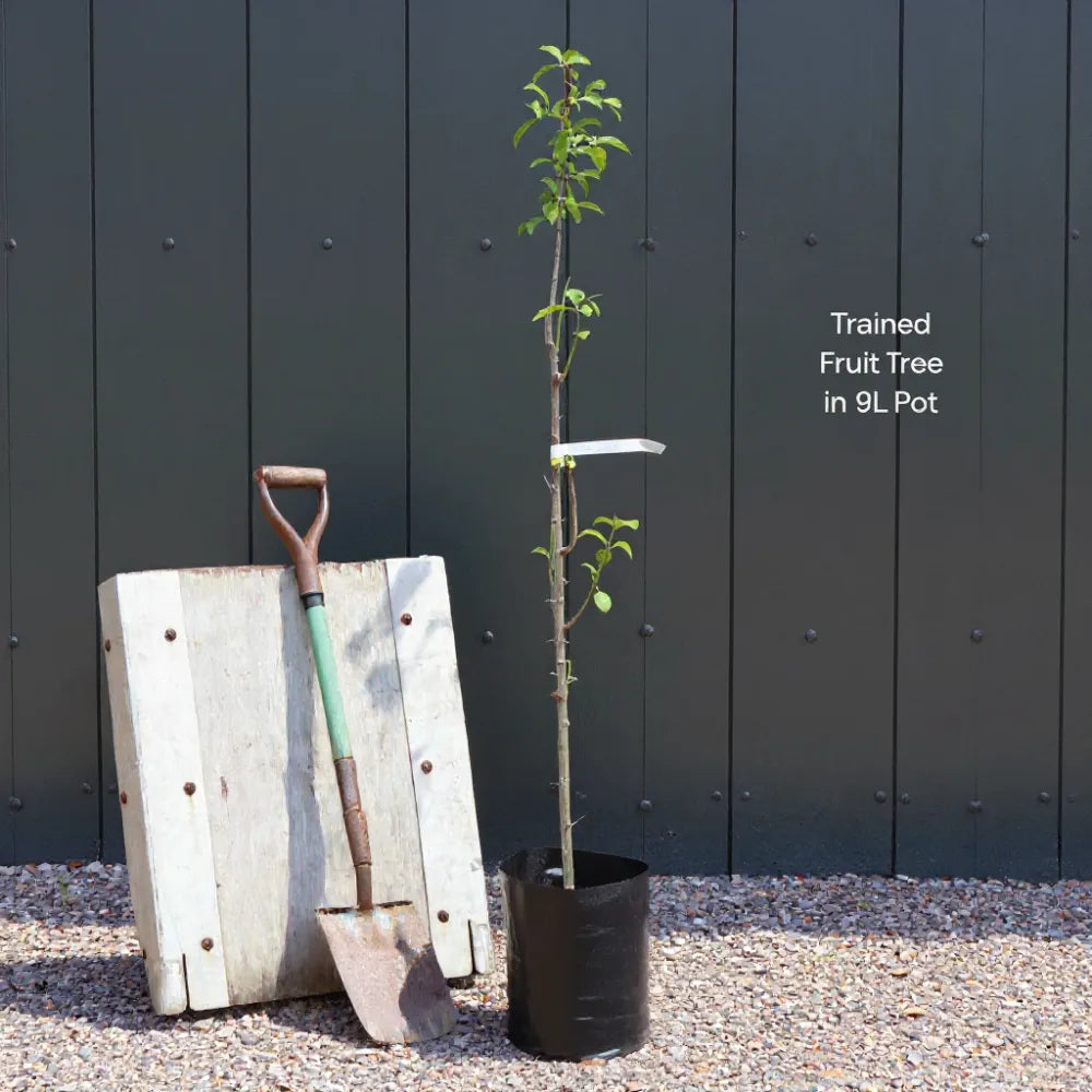 Cordon 'Bramley's Seedling' Apple Tree | 9L Pot