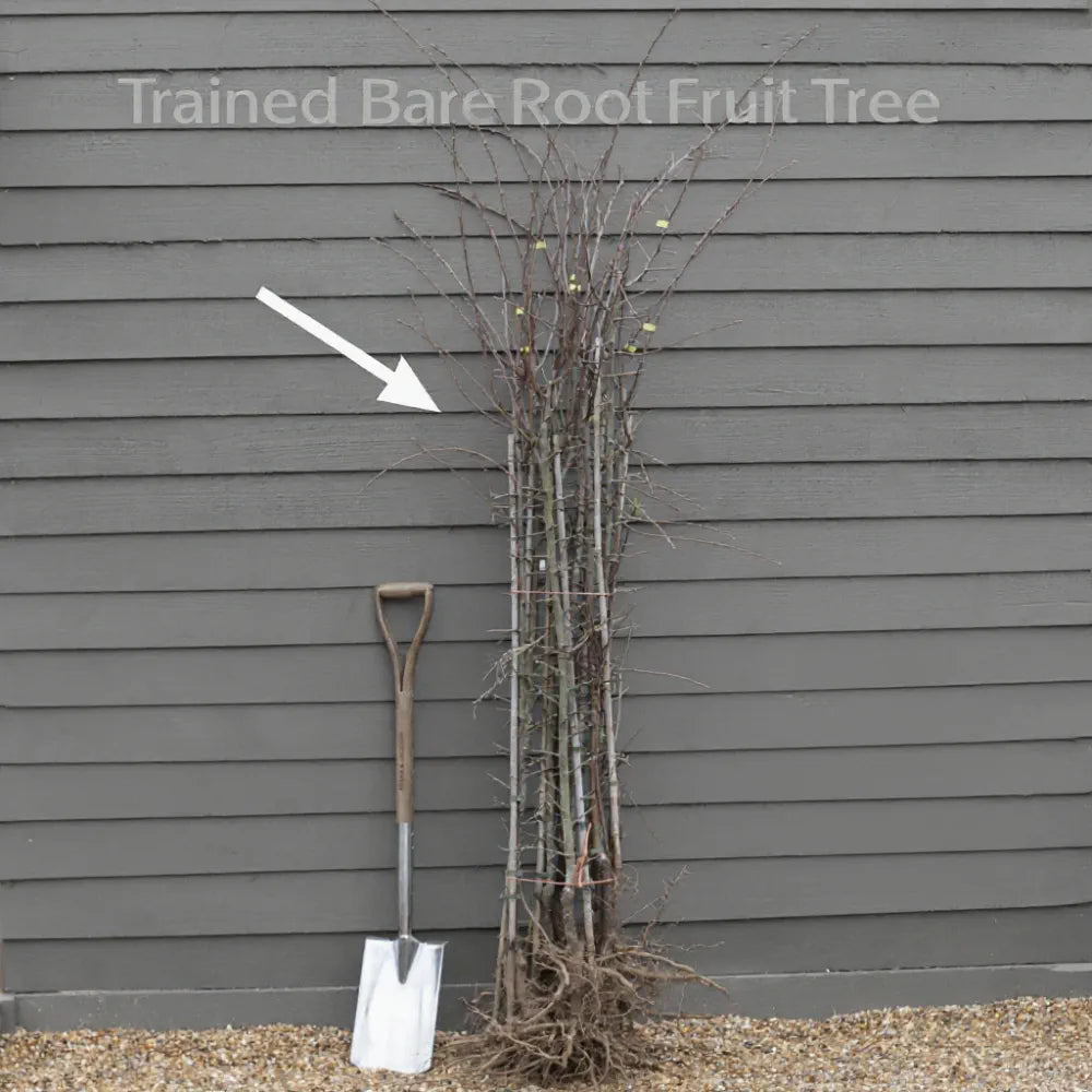 Espalier 'Red Ellison' Apple Tree | Bare Root
