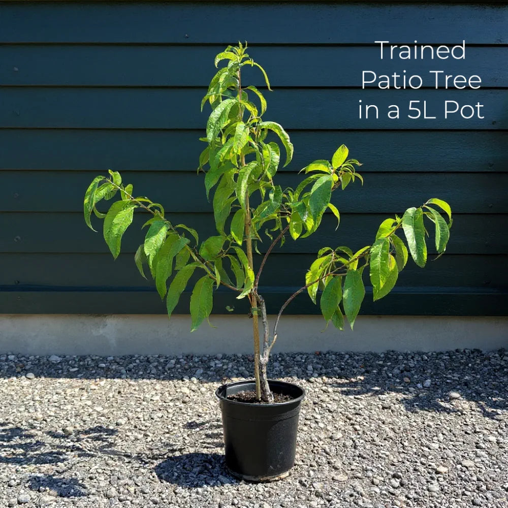 Patio 'Tomcot' Apricot Tree | 3ft | 4.5L Pot