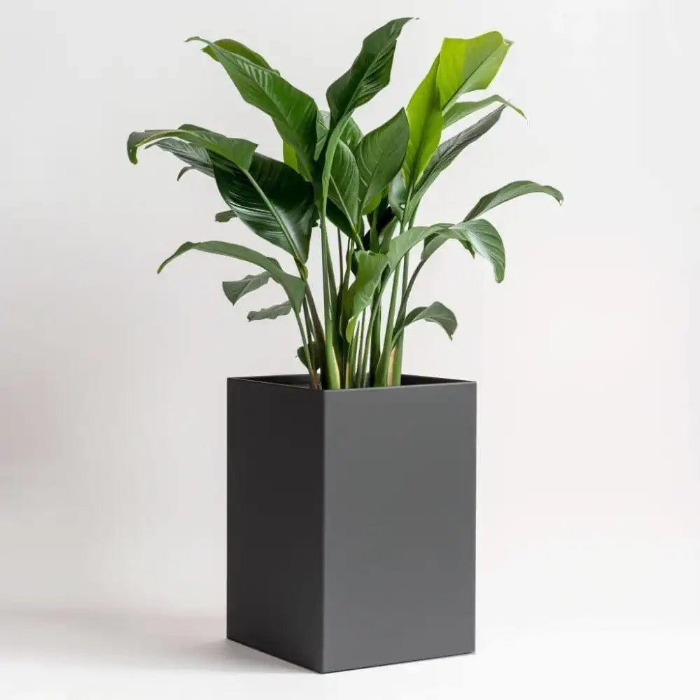 #Grey
#25cm(L) x 25cm(W) x 50cm(H)