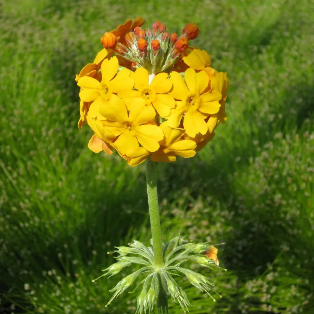 #9 cm Pot - Pack of 3