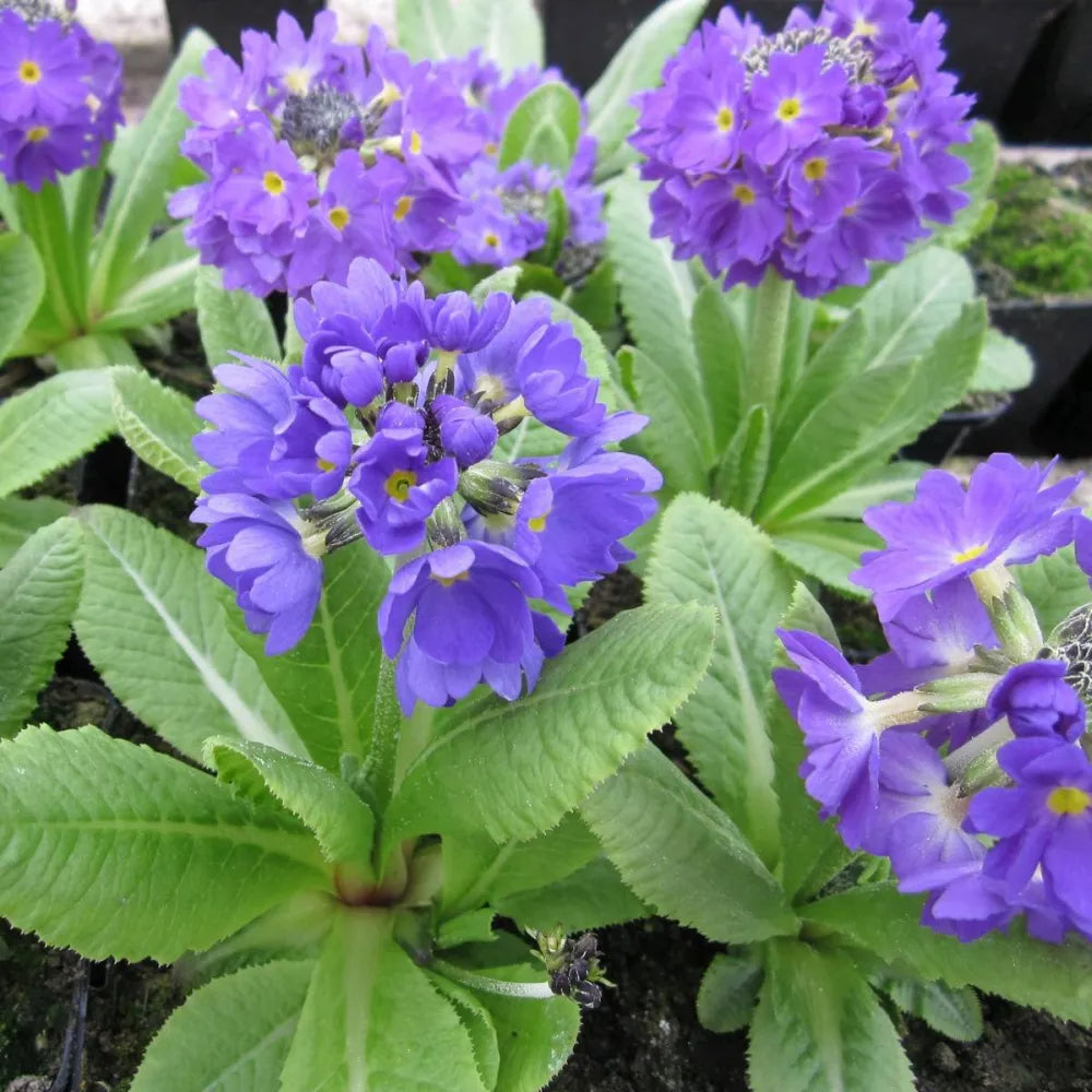 #9 cm Pot - Pack of 3