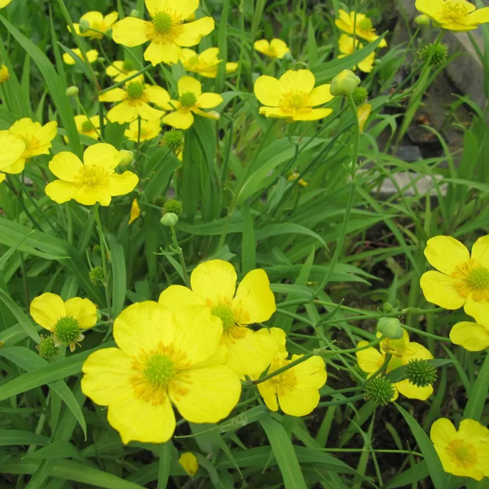 #9 cm Pot - Pack of 3