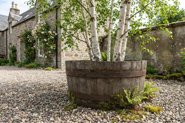 Large wooden barrel planter holding white-barked birch trees stands on a pebbled courtyard, with moss and ferns at its base and a rustic stone cottage draped in climbing roses in the background.