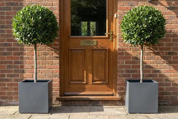 A wooden front door in a red-brick facade is flanked by two spherical topiary trees in gray square planters on a sunlit stone doorstep, with a brass mail slot and handle visible.