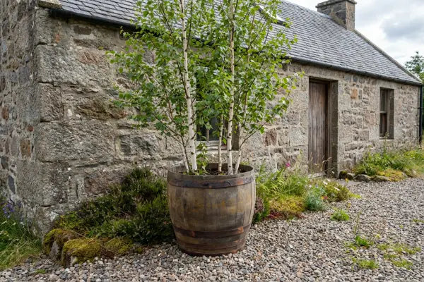 A rustic stone cottage with a slate roof and wooden door is fronted by a large weathered barrel planter holding white-barked birch saplings, set on a gravel yard dotted with wildflowers and mossy rocks.