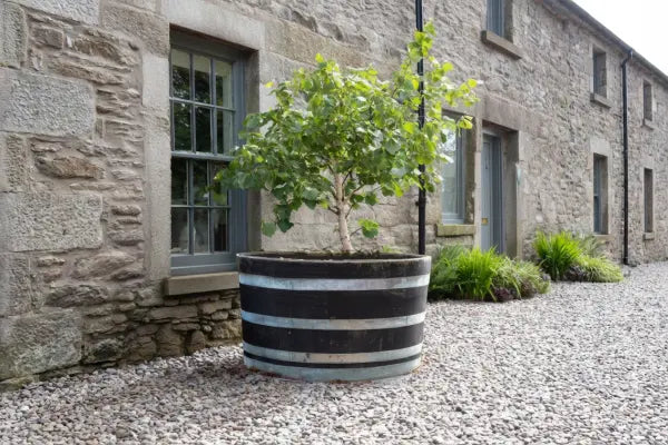 A small leafy tree in a large black-and-silver barrel planter sits on a gravel courtyard beside a stone cottage, with gray-framed sash windows, a door, and low green shrubs along the wall.