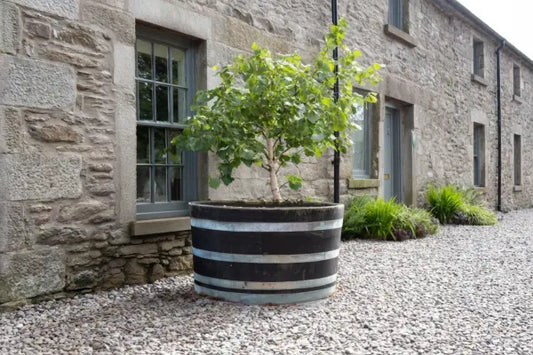 A small leafy tree in a large black-and-silver barrel planter sits on a gravel courtyard beside a stone cottage, with gray-framed sash windows, a door, and low green shrubs along the wall.