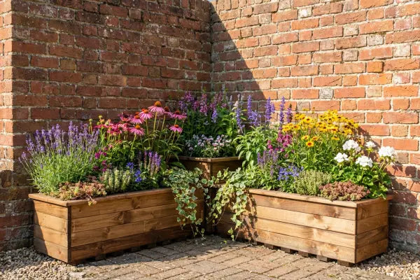 Sunlit corner of a brick patio where three wooden planters form an L-shape, overflowing with colourful flowers—pink coneflowers, purple lavender and salvia, yellow daisies, white blooms—and trailing ivy against the brick wall.