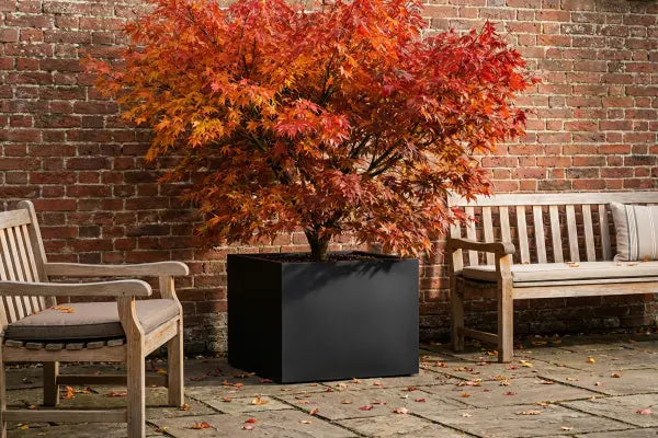 Acer Tree in Black Planter