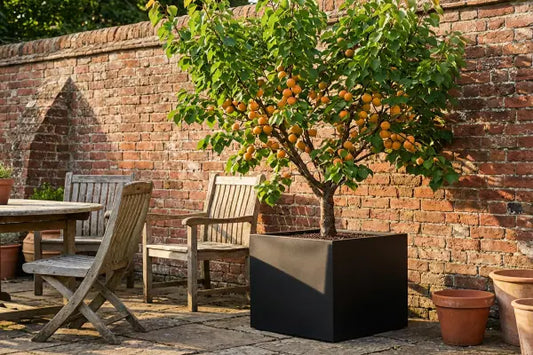 Apricot tree in black planter