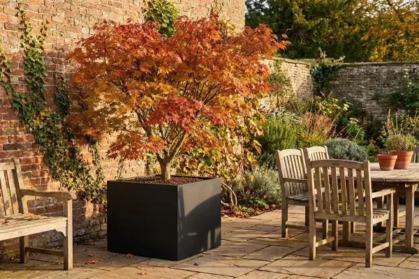 Tree with Autumn foliage on patio