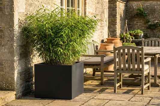 bamboo in a planter on a british patio
