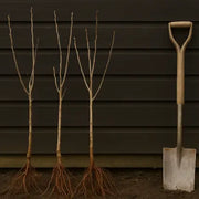 Bare Root Trees: A Simple, Cost-Effective Way to Plant Trees