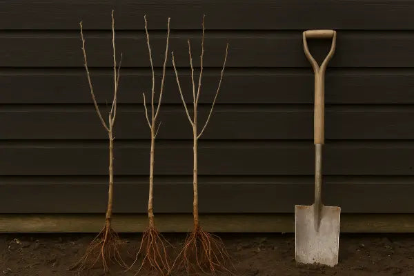 Bare Root Trees: A Simple, Cost-Effective Way to Plant Trees