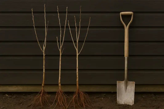 Bare Root Trees: A Simple, Cost-Effective Way to Plant Trees