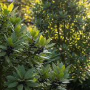 Bay Trees in the British Garden: Varieties, Containers and Care