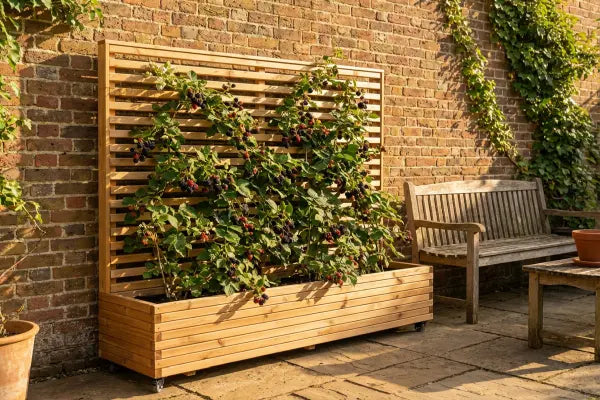 Blackberry bush grown in a trellis planter